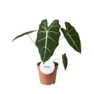 Alocasia Alocasia Frydek
(8 Plants/Order)(12cmP 40cmH)