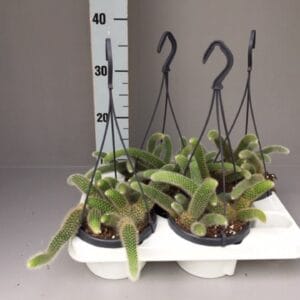 Cactus Hildewintera colademonis
(4 Plants/Order)(14cmP 37cmH)