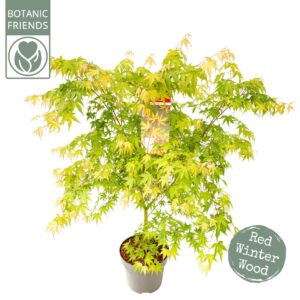 Acer palmatum Sangokaku Acer palm. 'Sangokaku'
(1 Plants/Order)(29cmP 185cmH)