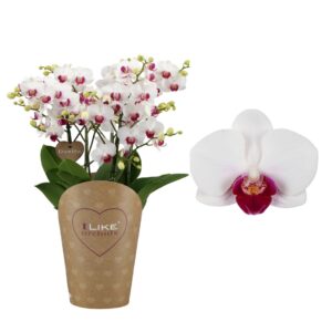 Phalaenopsis Multifl. typ Floriclon Duetto Multi - Safe Haven 90+
(4 Plants/Order)(17cmP 50cmH)