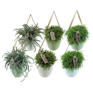 Rhipsalis mix Rhipsalis in hangpot met displaydoosje
(2 Plants/Order)(12cmP 38cmH)