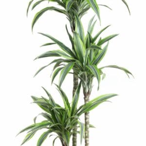 Dracaena Lemon Lime Dracaena Lemon Lime 90-60-30
(1 Plants/Order)(24cmP 140cmH)