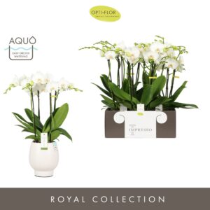 Phalaenopsis white more Ripsen Impresso Mathilde >4 spike in Abruzzo White Aquo
(3 Plants/Order)(15cmP 65cmH)