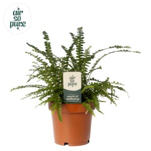 Nephrolepis Duffii Nephrolepis Duffii 12cm (zonder hoes)
(10 Plants/Order)(12cmP cmH)