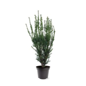 Taxus media Hillii Taxus media 'Hillii' (zonder etiket)
(1 Plants/Order)(26cmP 90cmH)