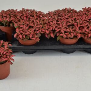 Fittonia Forest Flame
(9 Plants/Order)(12cmP 20cmH)