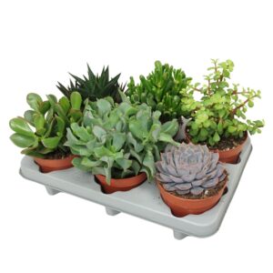 Succulenten mix Succulenten mix 12 cm
(6 Plants/Order)(12cmP 15cmH)