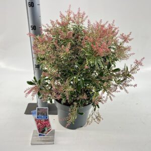 Pieris Passion Pieris jap. Polar Passion ('PPOBAS'PBR)
(1 Plants/Order)(23cmP 50cmH)