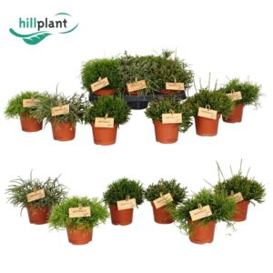 Rhipsalis mix Rhipsalis mixed 12 cm
(6 Plants/Order)(12cmP 20cmH)