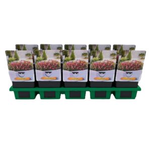 Saxifraga Pixie Saxifraga Pixie pink P11
(10 Plants/Order)(11cmP 25cmH)