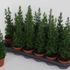 Chamaecyparis thyoide toppoint Point'
(18 Plants/Order)(9cmP 32cmH)