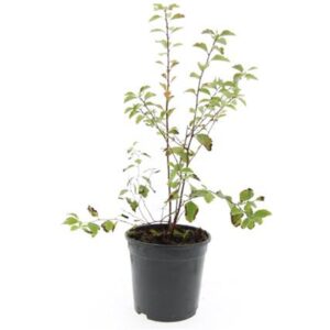 Spiraea vanhouttei Spiraea vanhouttei
(8 Plants/Order)(14cmP 10cmH)