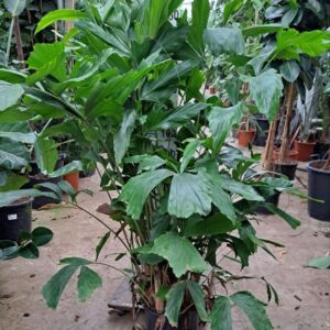 Caryota mitis Caryota Mitis bush 170
(1 Plants/Order)(30cmP 170cmH)