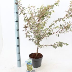 Acer palmatum Butterfly Acer pal. 'Butterfly'
(1 Plants/Order)(19cmP 60cmH)