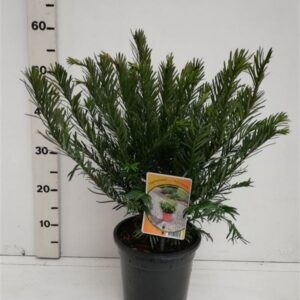 Cephalotaxus harringtonii Cephalotaxus ha. 'Duke Gardens'
(1 Plants/Order)(19cmP 55cmH)