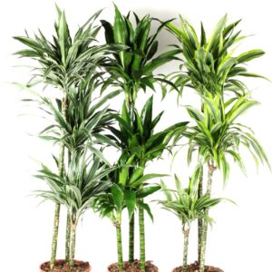 Dracaena fragrans Deremens Dracaena mix 90-60-30
(1 Plants/Order)(24cmP 140cmH)