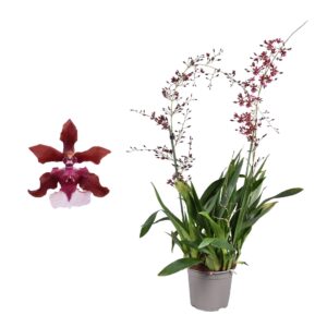 Oncidium Oncidium 'Cherry Baby' toef 2 spike 17 cm met Leaf spikel
(6 Plants/Order)(17cmP 80cmH)