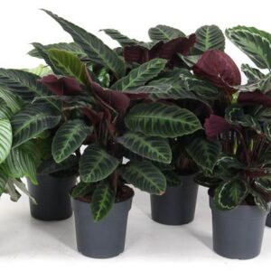 Calathea mix Calathea 24cm
(15 Plants/Order)(24cmP 70cmH)