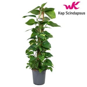 Epipremnum pinnatum mossto Scindapsus 120 cm
(5 Plants/Order)(24cmP 120cmH)