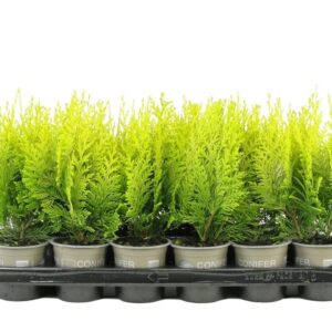 Chamaecyparis Ivonne Chamaecyparis lawsoniana 'Ivonne'
(18 Plants/Order)(9cmP 20cmH)