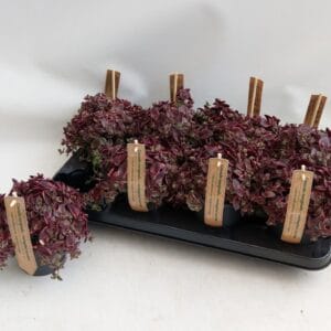 Crassula marginalis Crassula marginalis 12cm
(8 Plants/Order)(12cmP 18cmH)