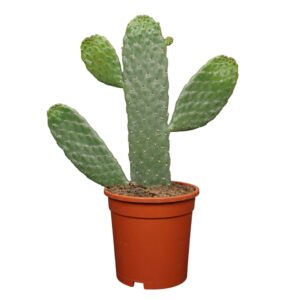 Opuntia Opuntia consulea 17 cm
(4 Plants/Order)(17cmP 35cmH)
