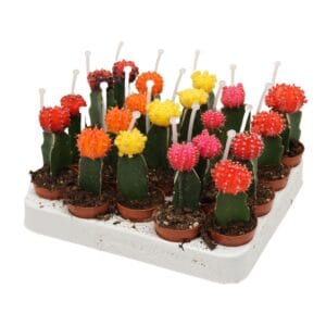 Gymnocalyc Japan Gymnocalycium mix geënt 5,5 cm met picker
(20 Plants/Order)(5.5cmP 15cmH)