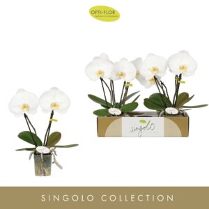 Phalaenopsis white more Ripsen Singolo & Co Tosha 
(4 Plants/Order)(9cmP 40cmH)