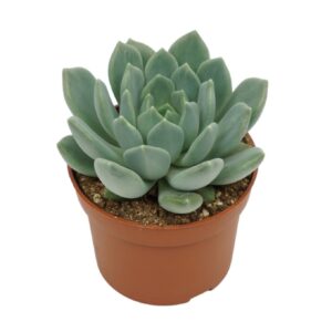 Succulenten mix Pachyveria corvus 10,5 cm
(10 Plants/Order)(10.5cmP 14cmH)