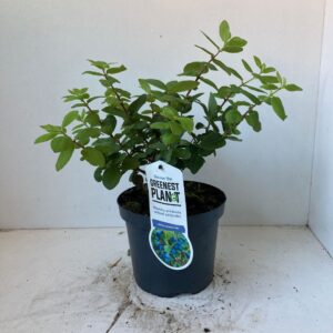 Lonicera Lonicera cearulea 'Duet'
(5 Plants/Order)(19cmP 25cmH)