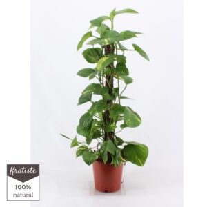 Epipremnum pinnatum Aureum epipremnum aureum 80 cm Kratiste klimstok
(1 Plants/Order)(19cmP 80cmH)