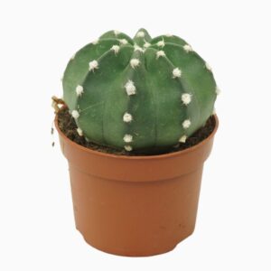 Echinopsis oxygona Echinopsis multiplex 10,5 cm
(10 Plants/Order)(10.5cmP 15cmH)