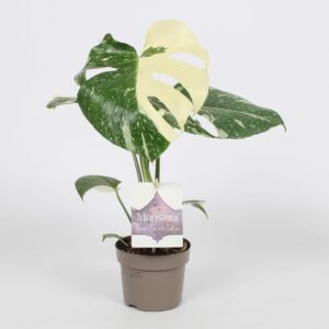 Monstera deliciosa Thai Constellati Monstera Thai Constellation 12cm met etiket
(6 Plants/Order)(12cmP 30cmH)