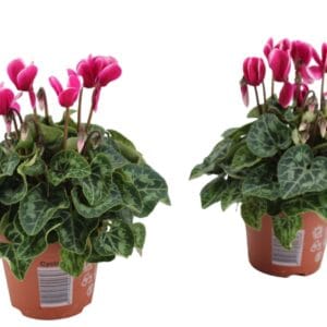 Cyclamen Super Serie Cyclaam Fuji purpel
(10 Plants/Order)(9cmP 18cmH)