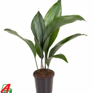 Aspidistra elatior Aspidistra Elatior P13
(10 Plants/Order)(13cmP 50cmH)