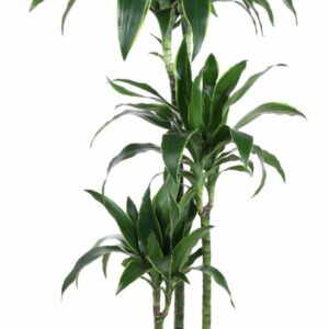 Dracaena Art Dracaena Arturo 90-60-30
(1 Plants/Order)(24cmP 150cmH)
