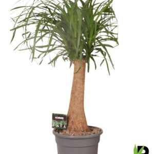 Nolina recurvata Beaucarnea rec. rechte stam 
(1 Plants/Order)(23cmP 70cmH)