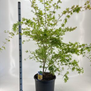 Acer palmatum Sangokaku Acer pal. 'Sangokaku'
(1 Plants/Order)(40cmP 125cmH)