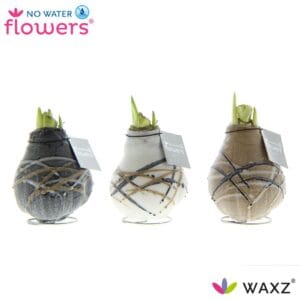 Droge ball Hippeastrum Wax Waxz® Art Rembrandt
(6 Plants/Order)(5cmP 15cmH)
