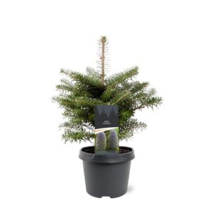 Abies balsamea Nana Abies balsamea 'Nana' 
(21 Plants/Order)(19cmP 40cmH)