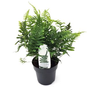 Polypodium vulgare Polypodium vulgare ES15 1,7l
(6 Plants/Order)(15cmP 15cmH)