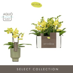 Phalaenopsis Multiflora Optifriend Vayenne 2 spike in Emilia Green Aquo
(6 Plants/Order)(7cmP 25cmH)