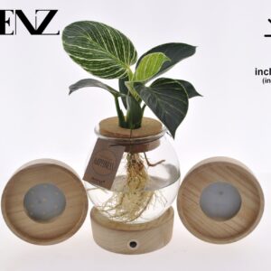 Philodendron White Wave in Bolglas + Klikkurk + LED - levertijd: 24 uur
(3 Plants/Order)(12cmP 25cmH)