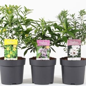 Daphne Daphne mix C2.5
(1 Plants/Order)(18cmP 45cmH)