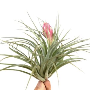 Tillandsia tillandsia silver met Flower
(10 Plants/Order)(10cmP 10cmH)