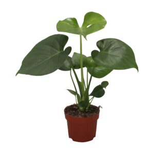 Monstera deliciosa Monstera 12cm zonder gat garantie
(10 Plants/Order)(12cmP 35cmH)
