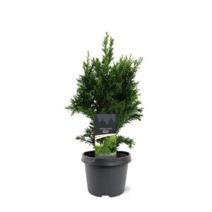 Chamaecyparis obtusa Chamaecyparis obtusa 'Drath'
(1 Plants/Order)(19cmP 40cmH)