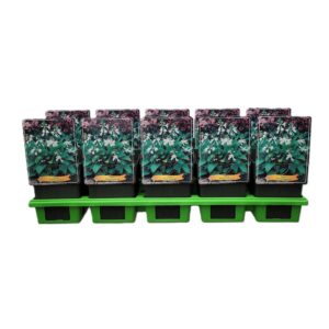 Hosta Royal Standard Hosta 'Royal Standard' P11
(10 Plants/Order)(11cmP 25cmH)