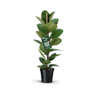 Ficus Elastica Robusta Ficus Elastica Robusta
(1 Plants/Order)(21cmP 90cmH)
