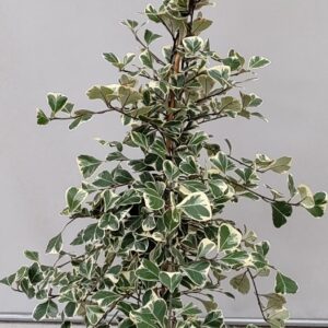 Ficus Sweetheart ficus sweetheart
(1 Plants/Order)(17cmP 80cmH)